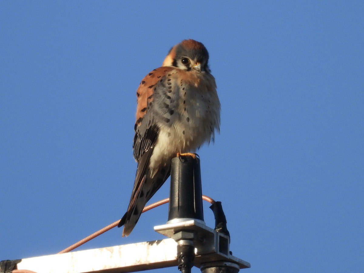 American Kestrel - ML629409318