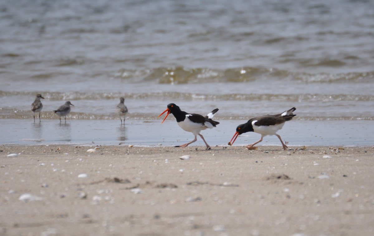 American Oystercatcher - ML629409441