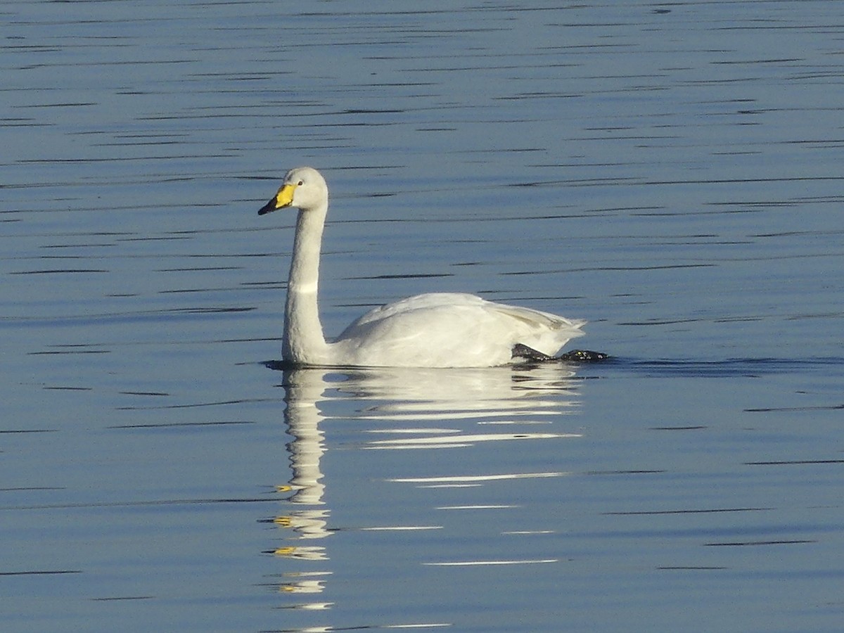 Whooper Swan - ML629409459