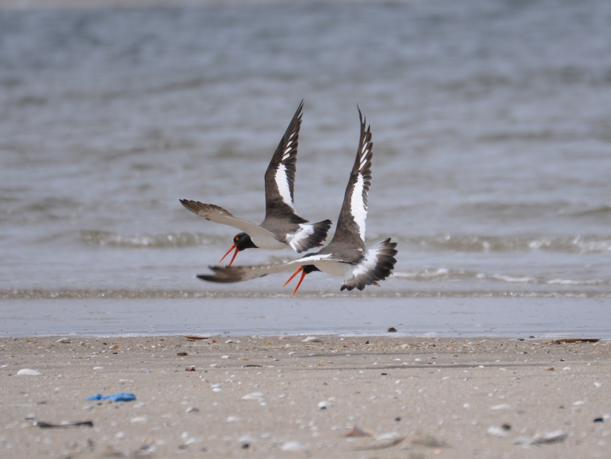 American Oystercatcher - ML629409522
