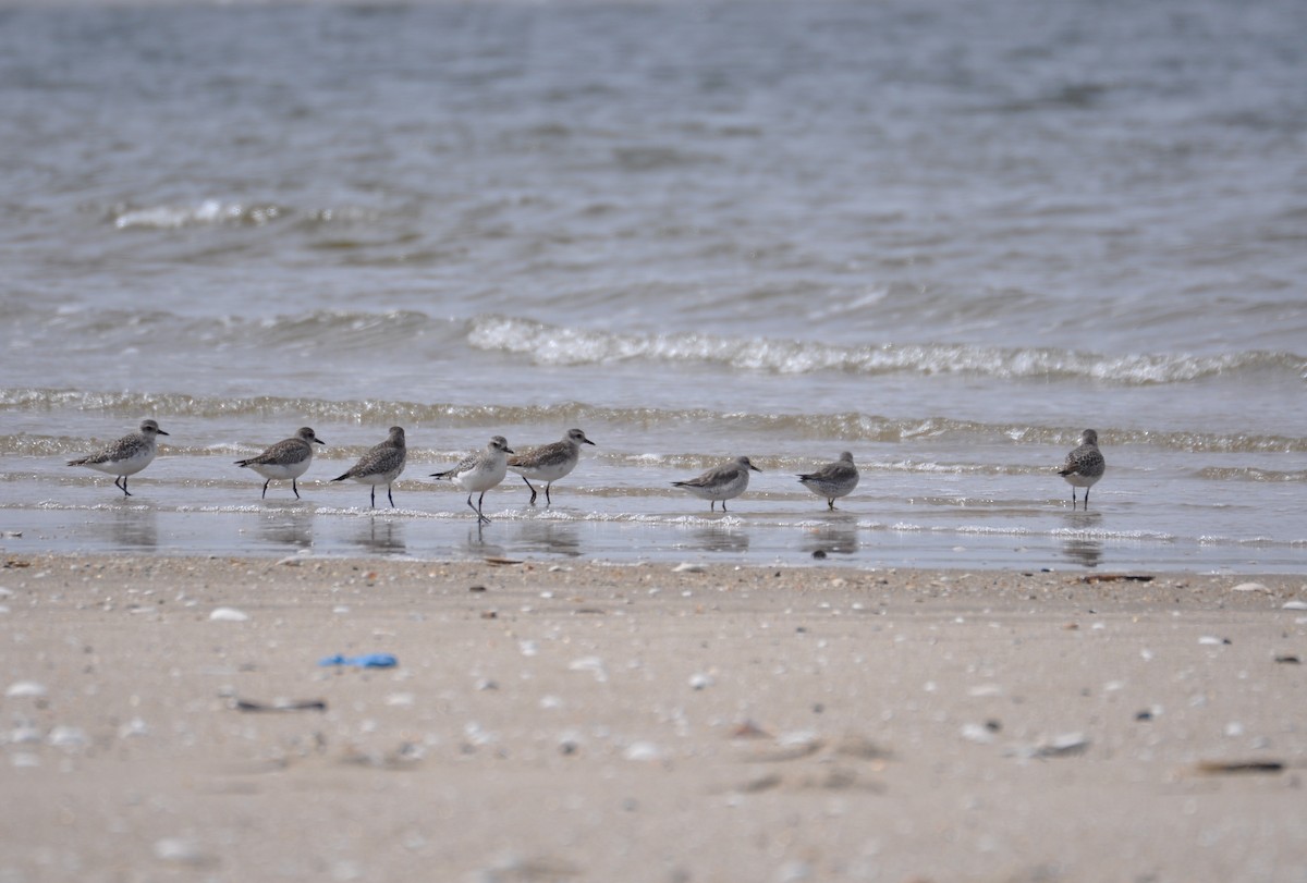 Red Knot - ML629409712