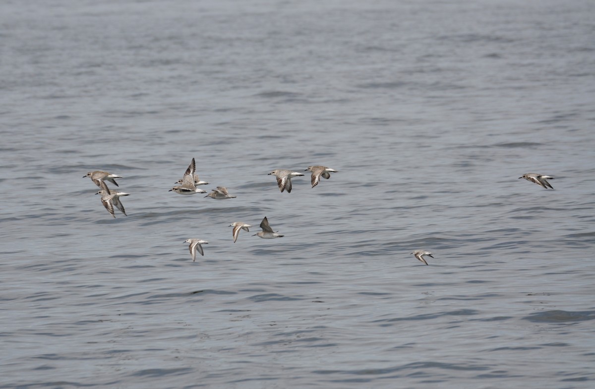 Black-bellied Plover - ML629409736