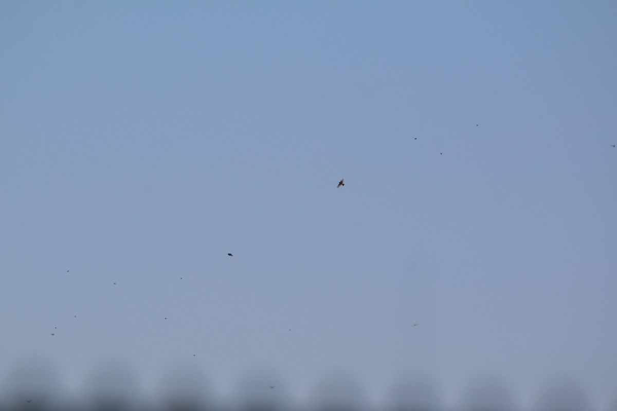 Smith's Longspur - ML629409762