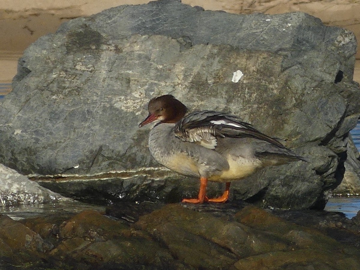 Common Merganser - ML629409781