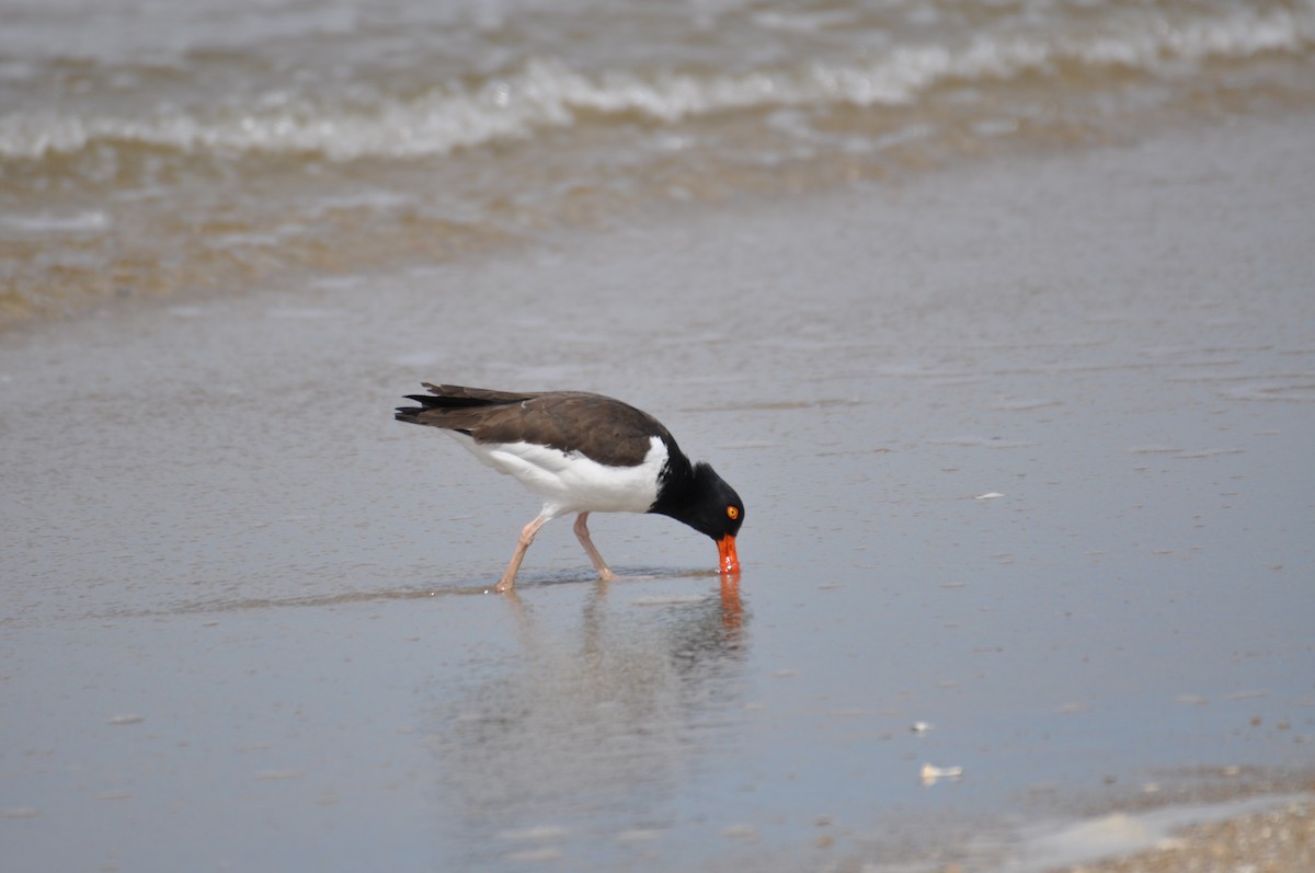 American Oystercatcher - ML629409828