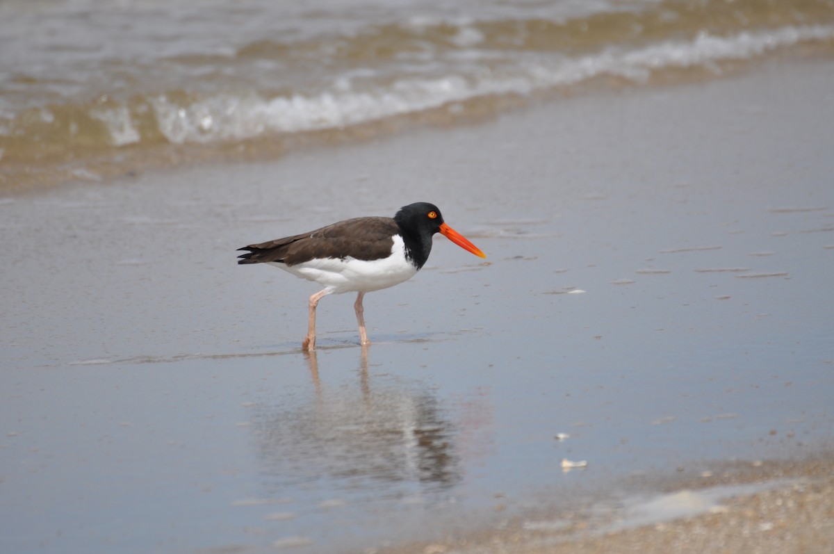 American Oystercatcher - ML629409829