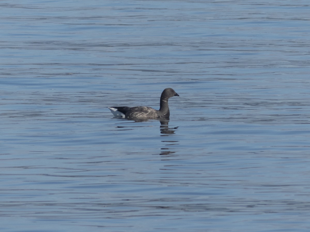 Brant - ML629409896