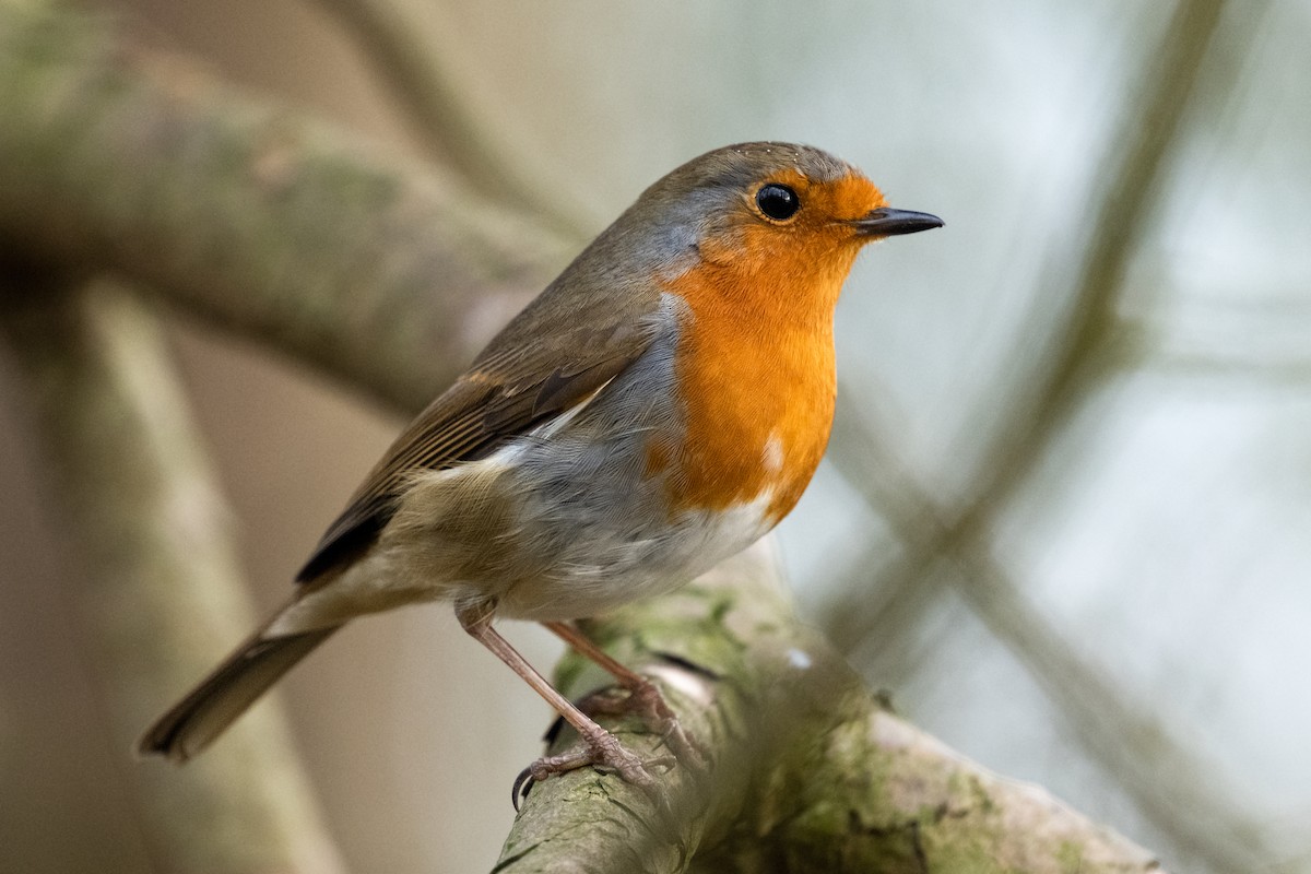 European Robin - ML629409922
