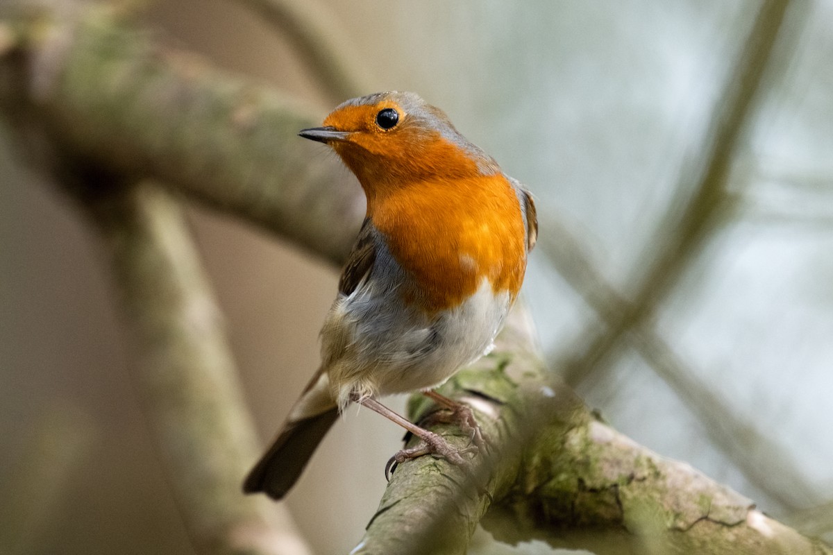 European Robin - ML629409923
