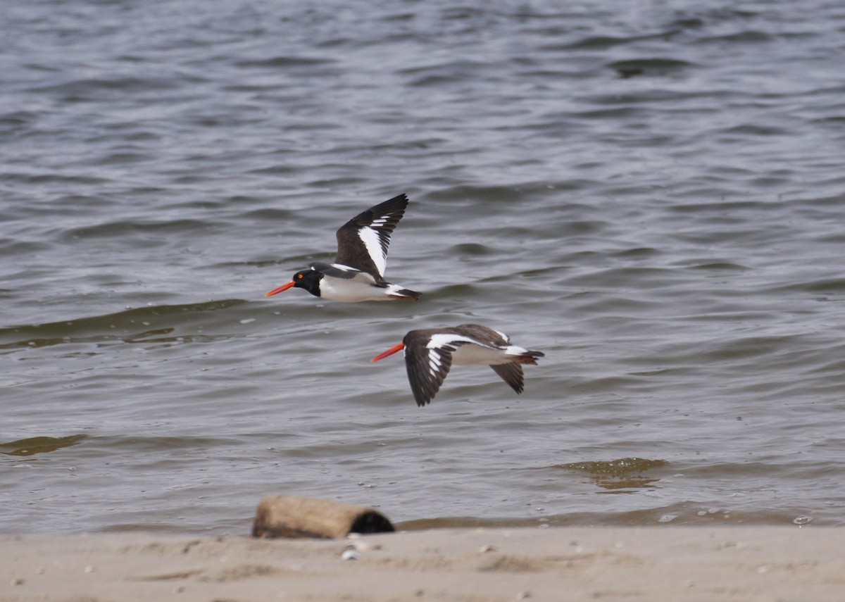 American Oystercatcher - ML629409924