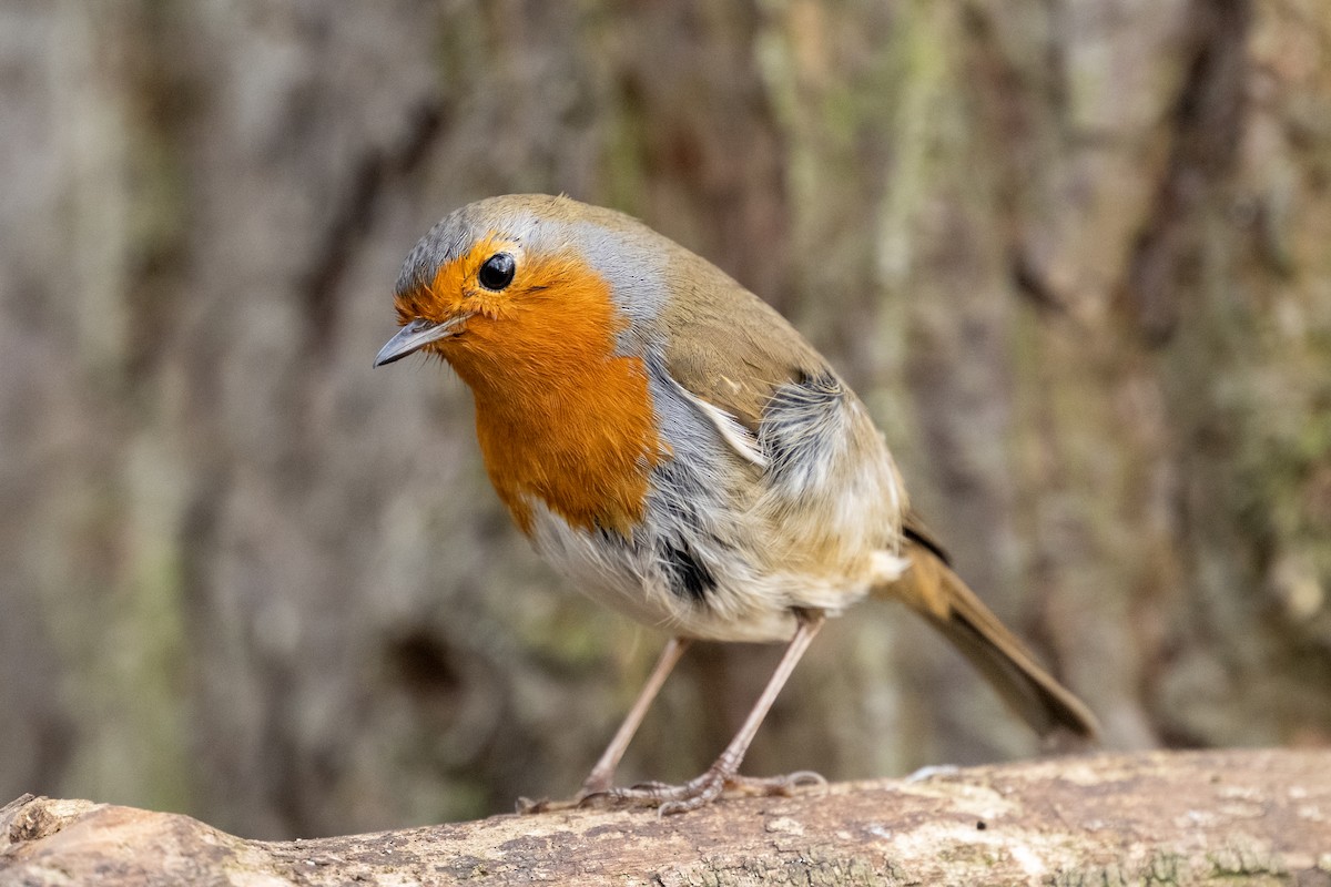 European Robin - ML629409925