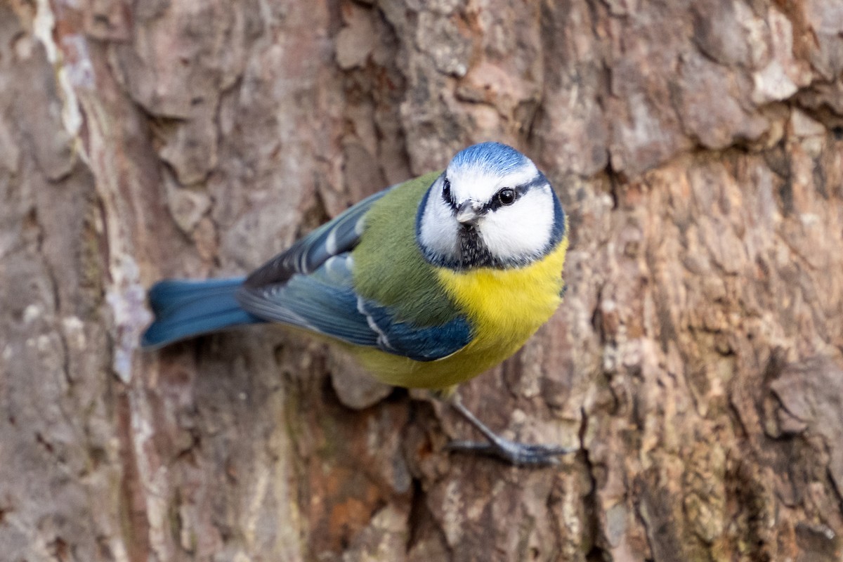 Eurasian Blue Tit - ML629409944