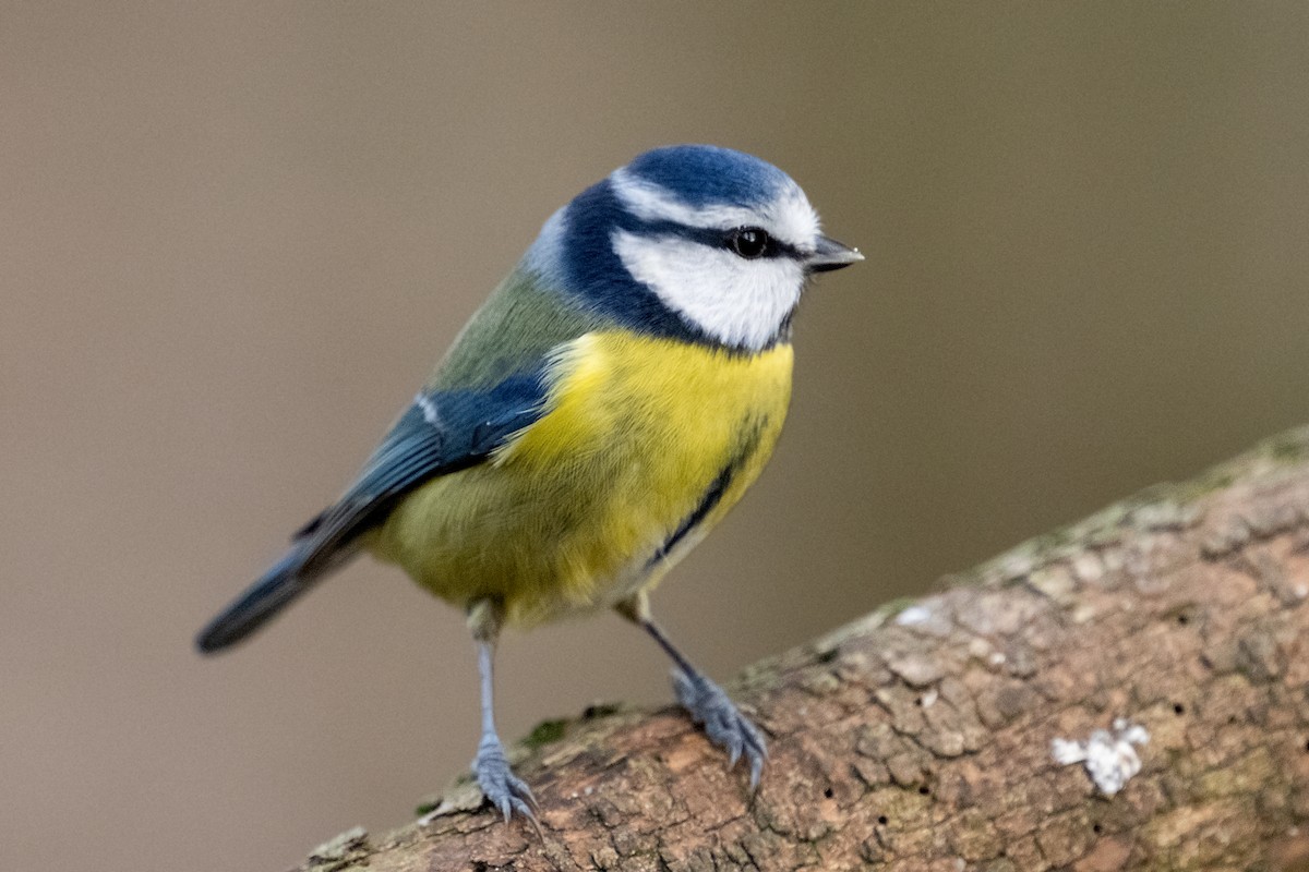 Eurasian Blue Tit - ML629409946