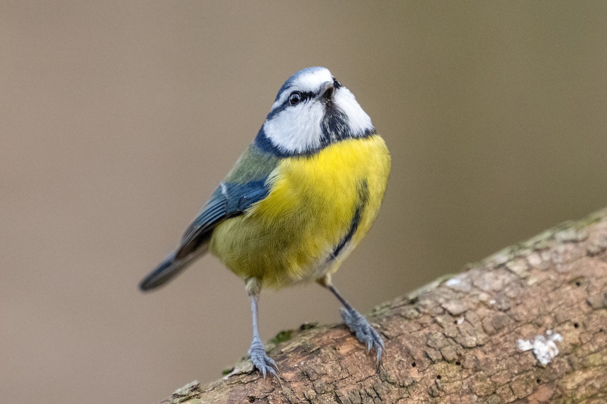 Eurasian Blue Tit - ML629409947