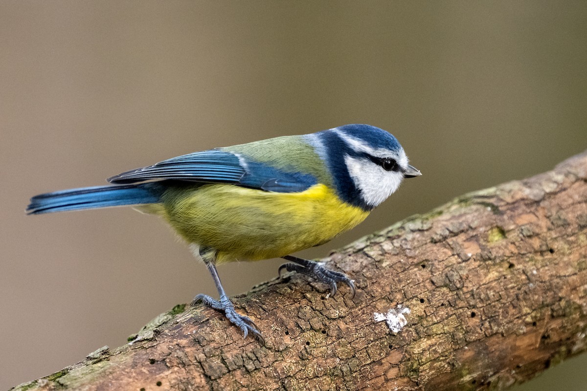 Eurasian Blue Tit - ML629409949