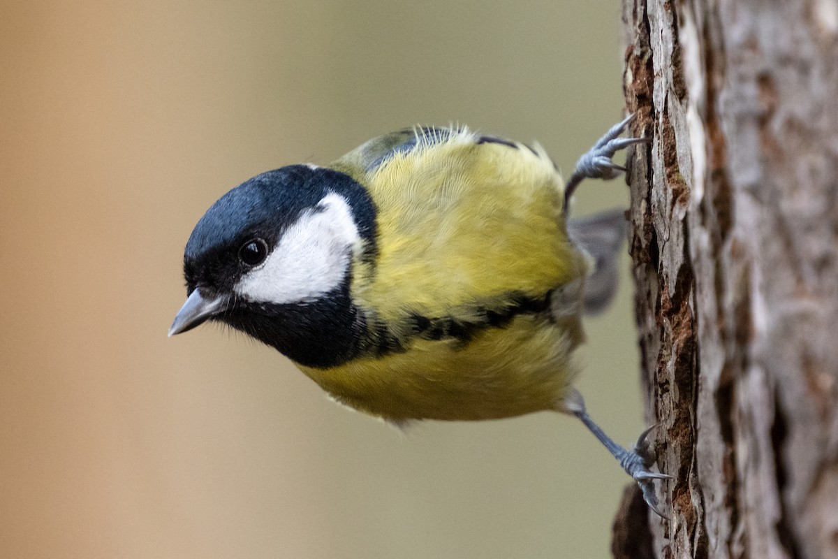 Great Tit - ML629409962