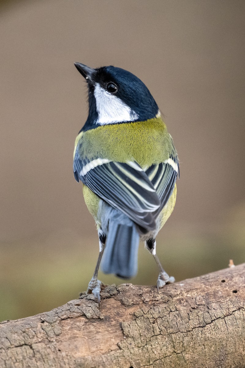 Great Tit - ML629409963