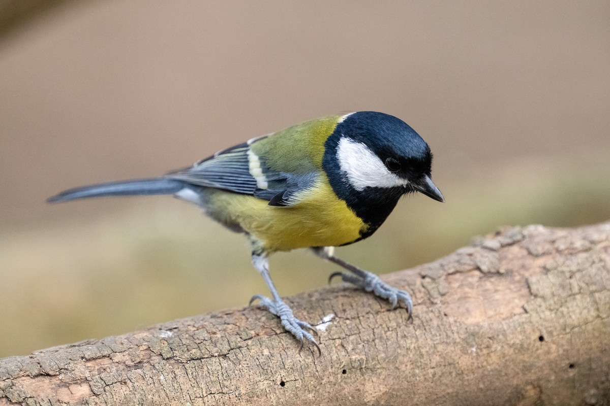 Great Tit - ML629409965
