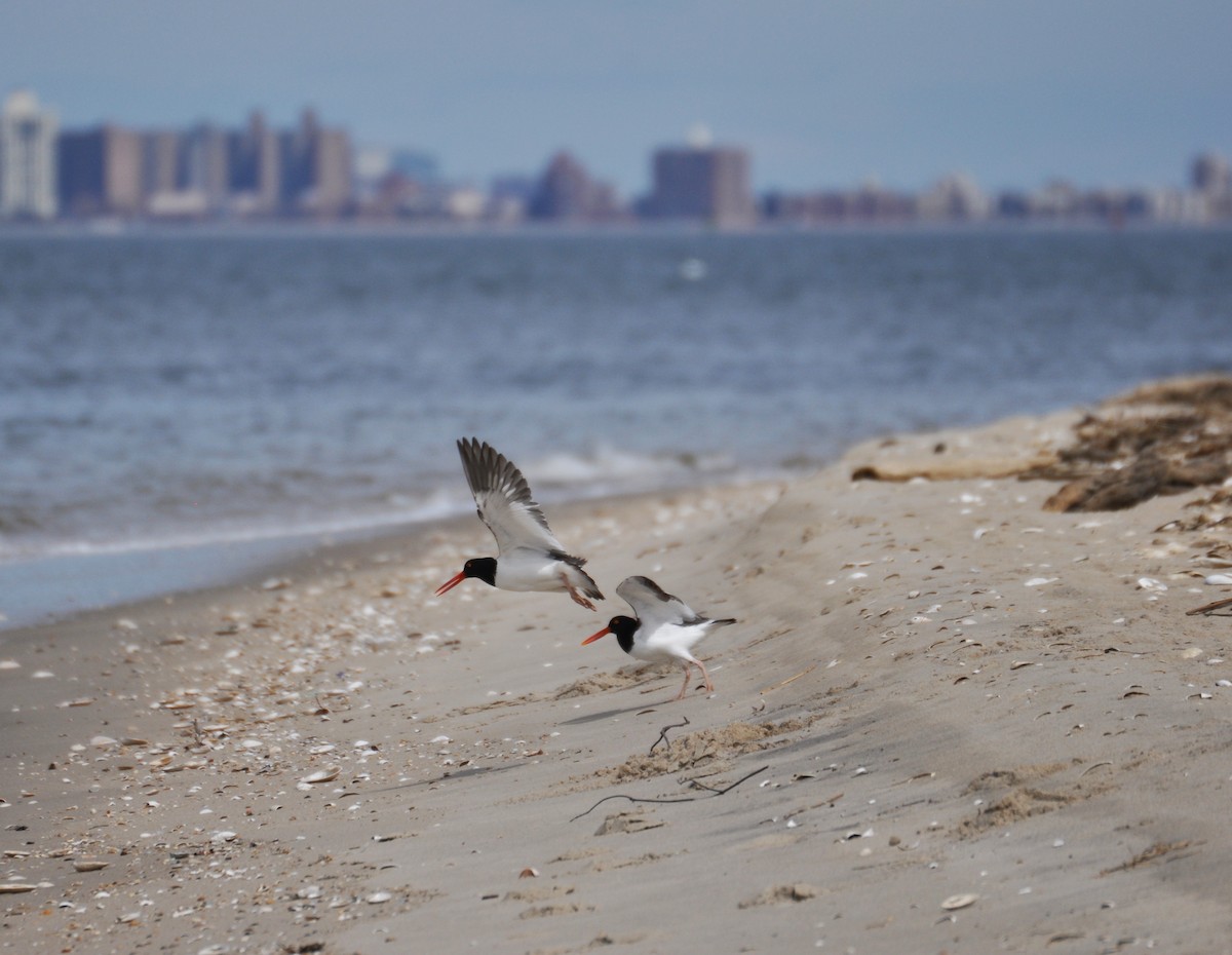 American Oystercatcher - ML629409988
