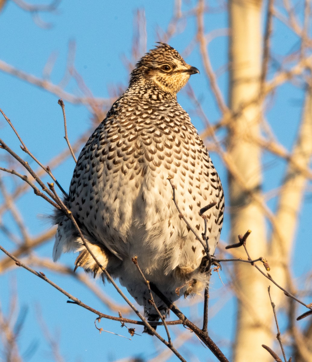 Sharp-tailed Grouse - ML629410072