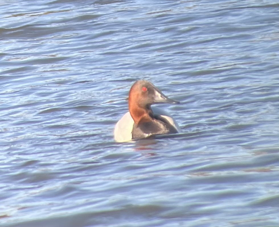 Canvasback - ML629410132