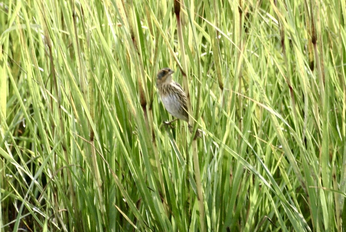 Saltmarsh Sparrow - ML629410154