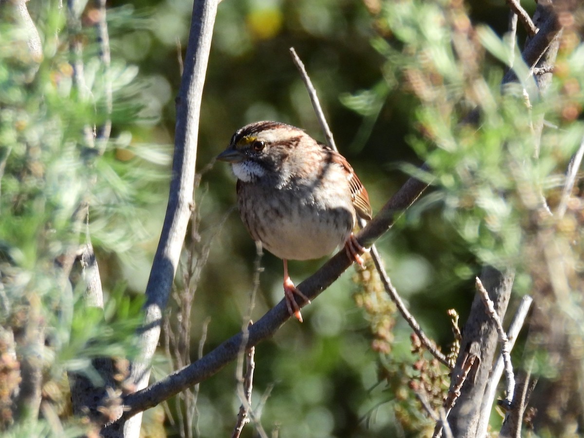 White-throated Sparrow - ML629410171