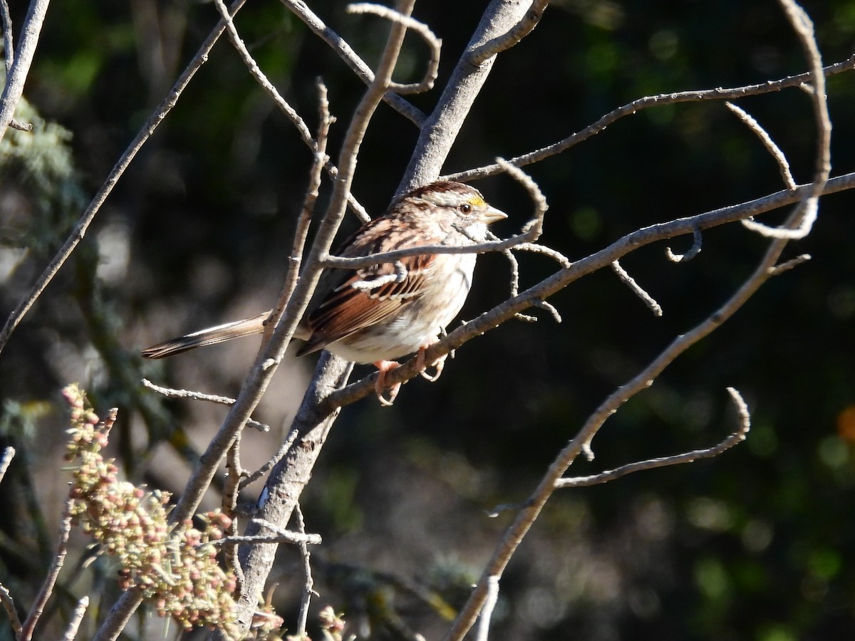 White-throated Sparrow - ML629410172