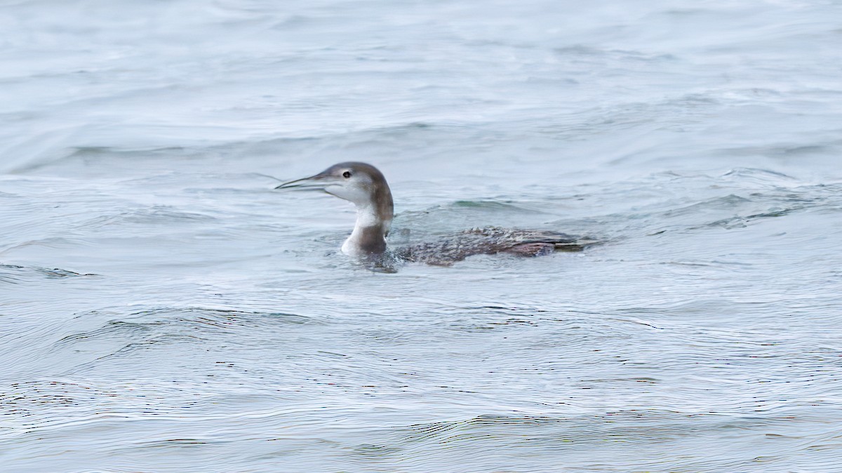 Common Loon - ML629410195