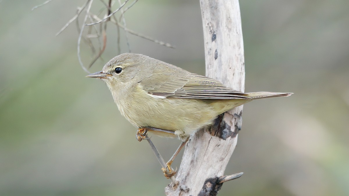 Orange-crowned Warbler - ML629410212