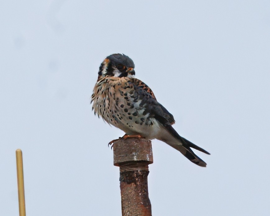 American Kestrel - ML629410239