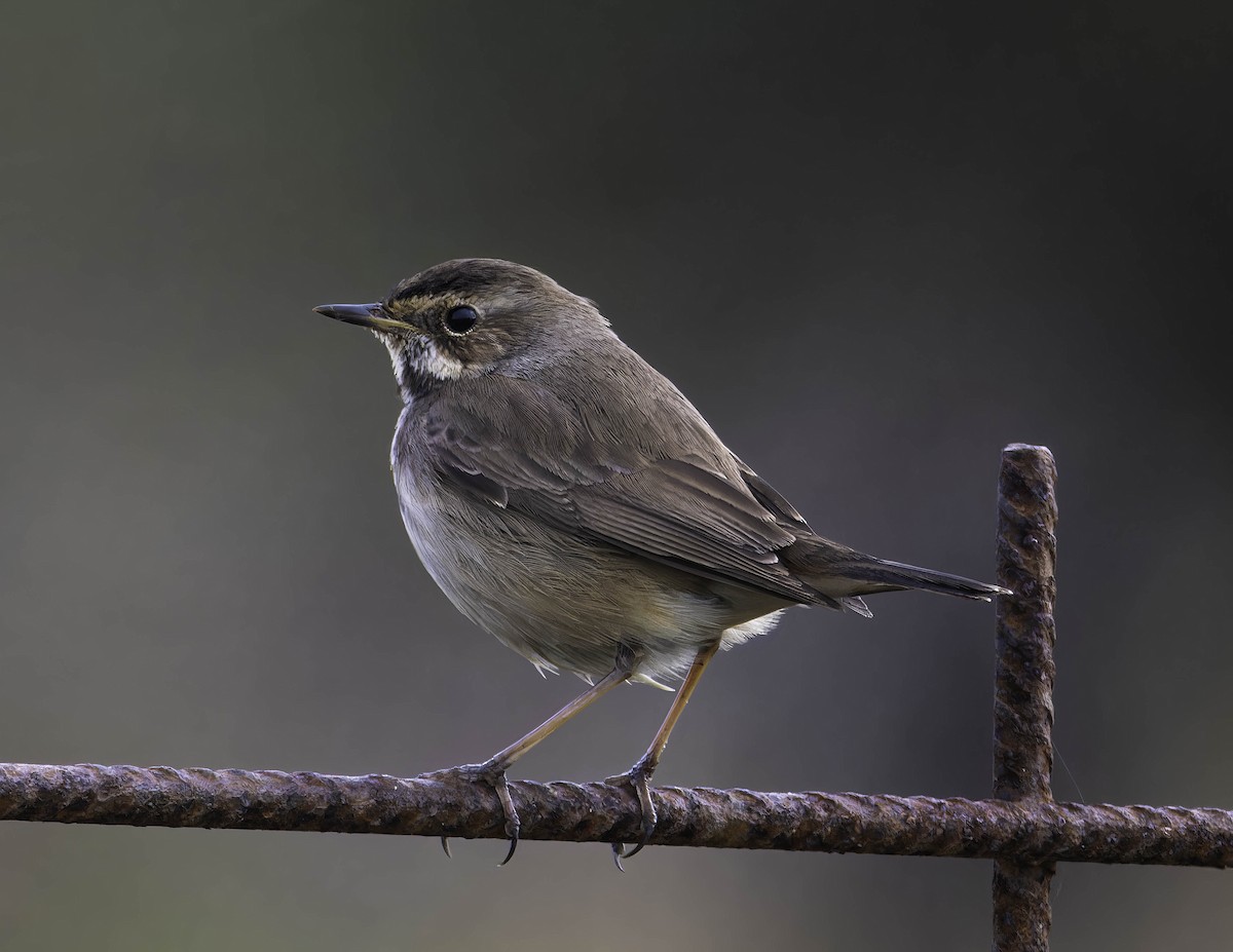 Сондорт гургалдай - ML629410336