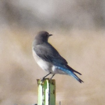 salašník horský - ML629410351