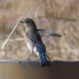 salašník horský - ML629410354