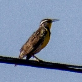 Western Meadowlark - ML629410355