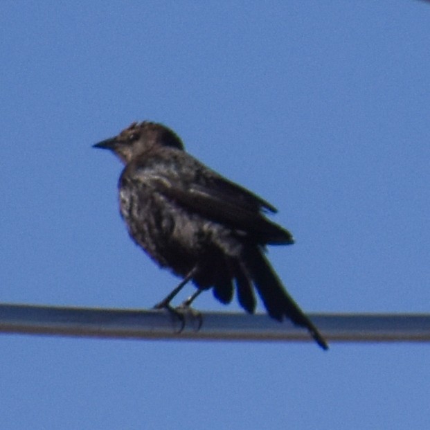 Brewer's Blackbird - ML629410365