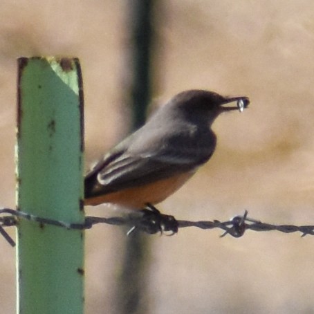 Say's Phoebe - ML629410373