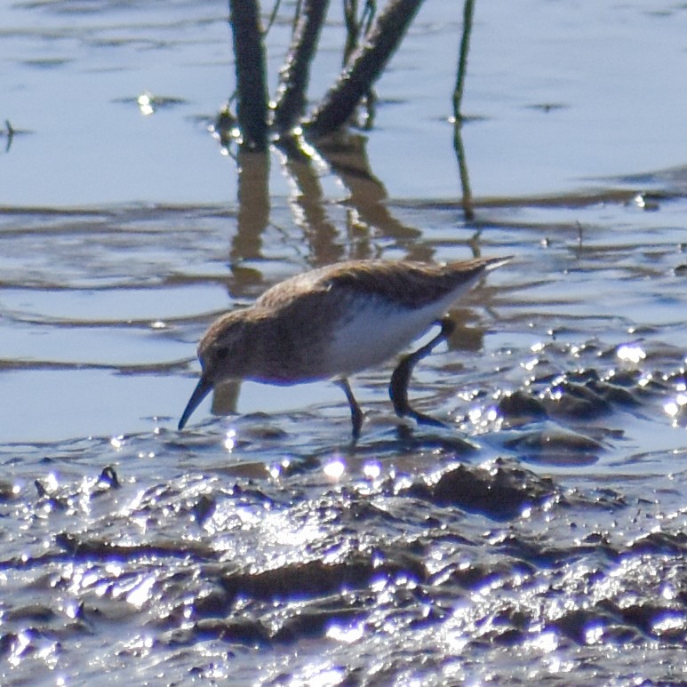 jespák drobný - ML629410388