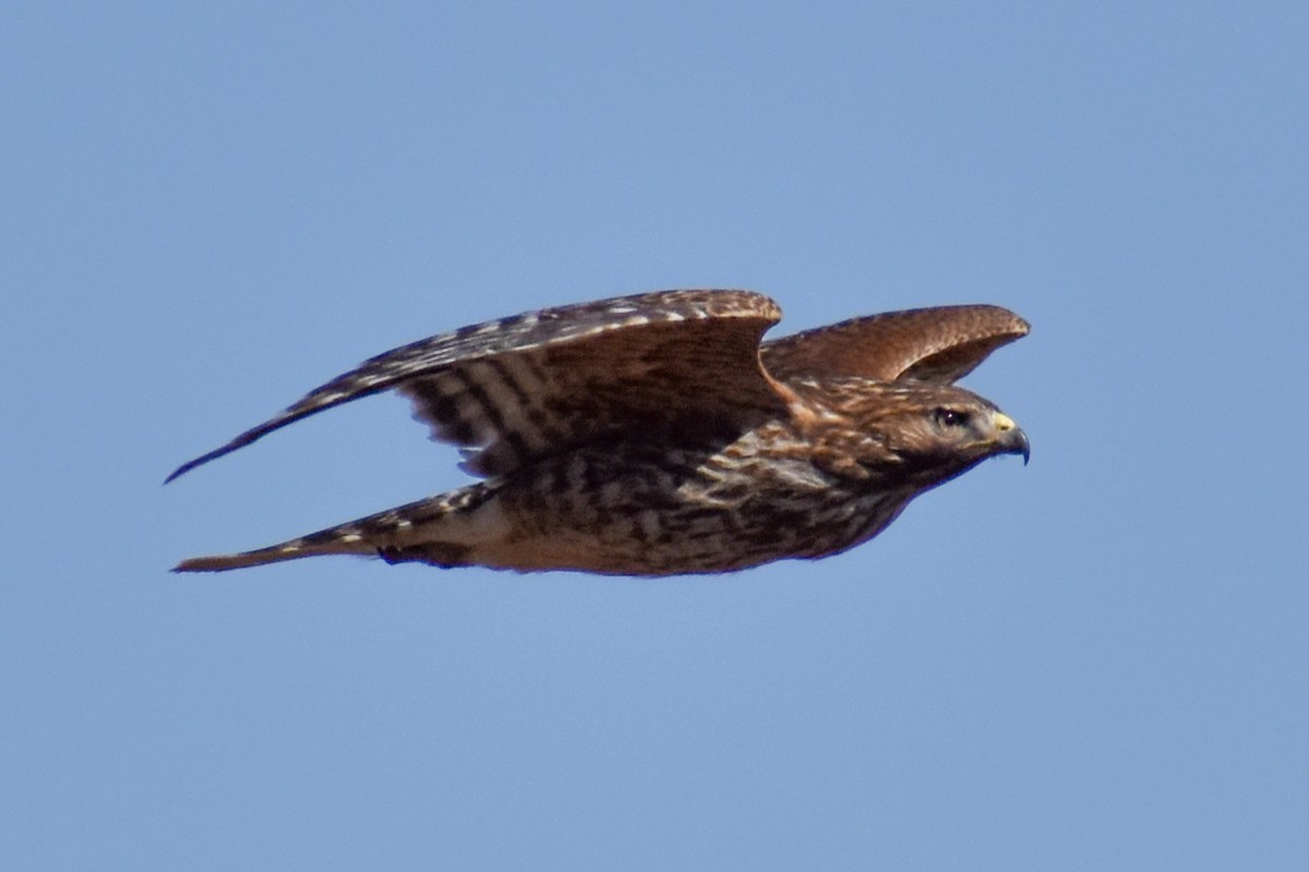 káně páskovaná - ML629410398