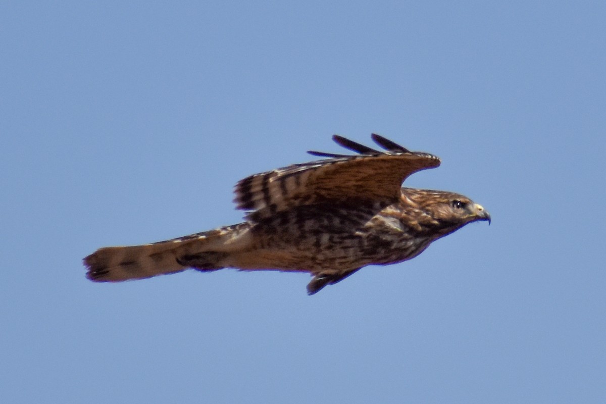 káně páskovaná - ML629410399