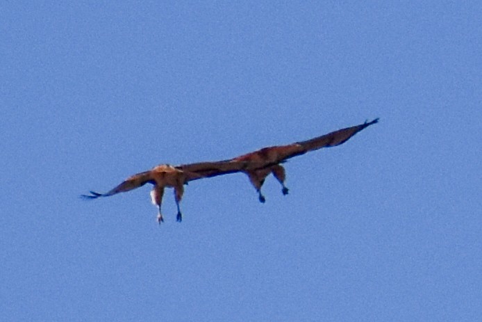 káně rudochvostá - ML629410405