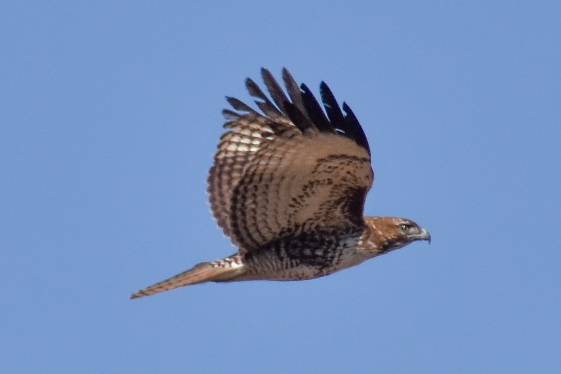 káně rudochvostá - ML629410406