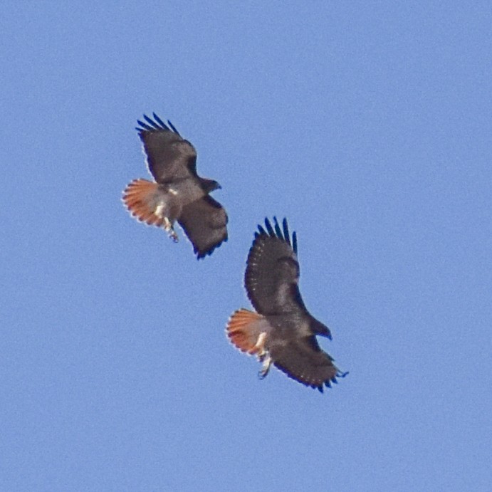 káně rudochvostá - ML629410407