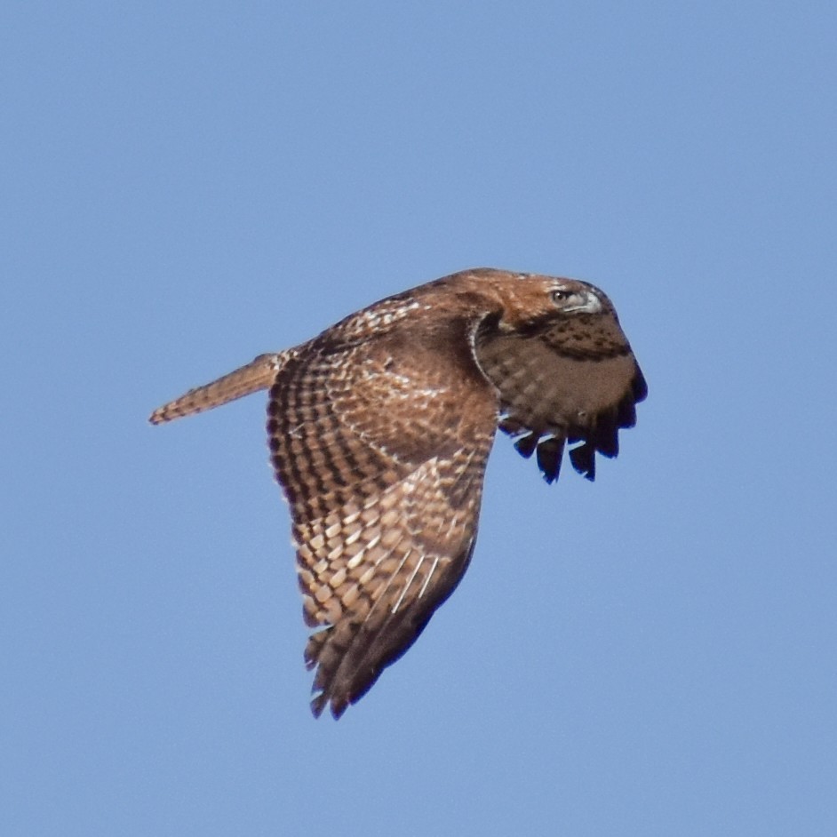 káně rudochvostá - ML629410408