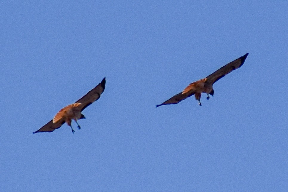 káně rudochvostá - ML629410409