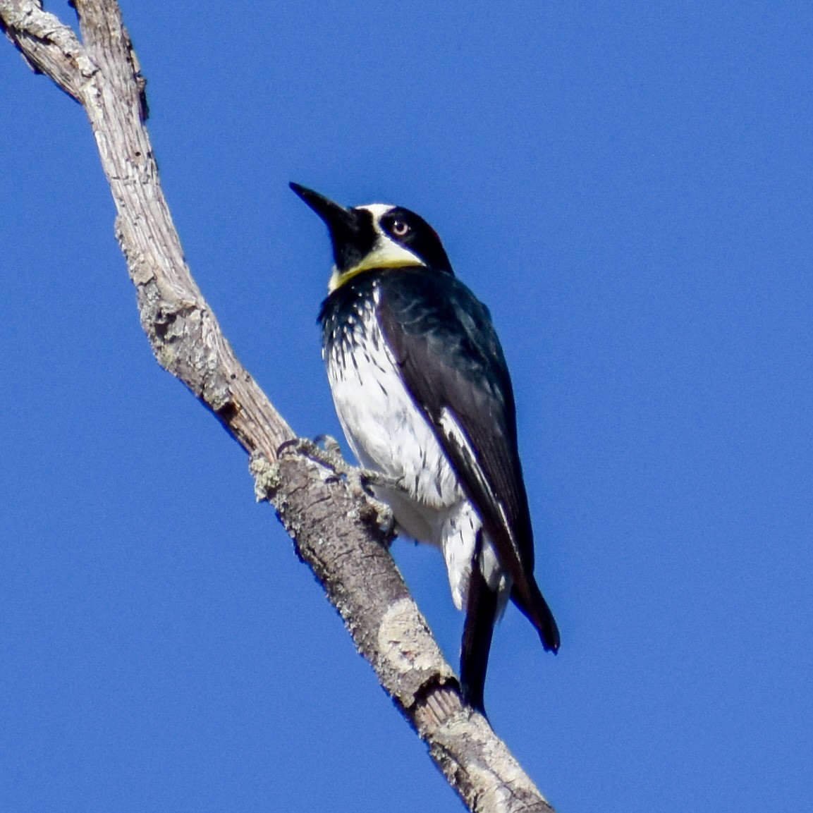 datel sběrač - ML629410413