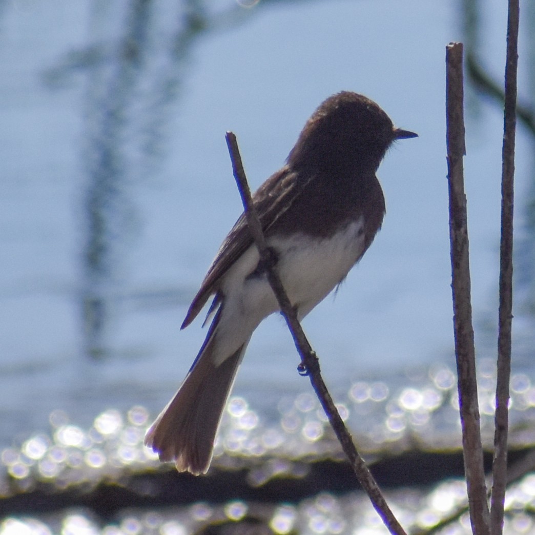 Black Phoebe - ML629410422