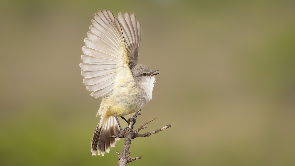 Chapada Flycatcher - ML629410426