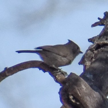 sýkora šedohnědá - ML629410431