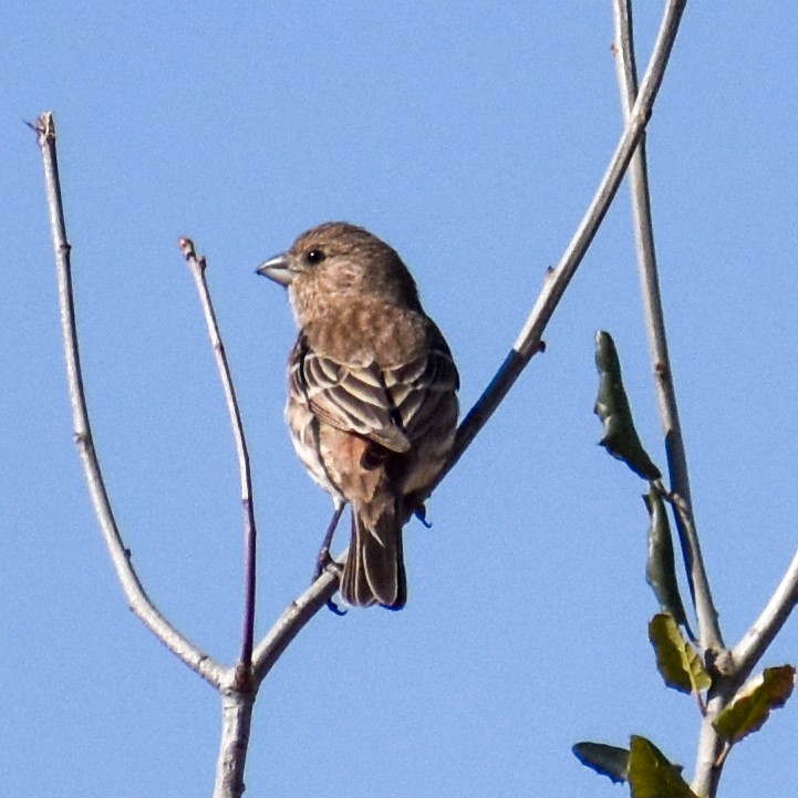 hýl rudoprsý - ML629410443